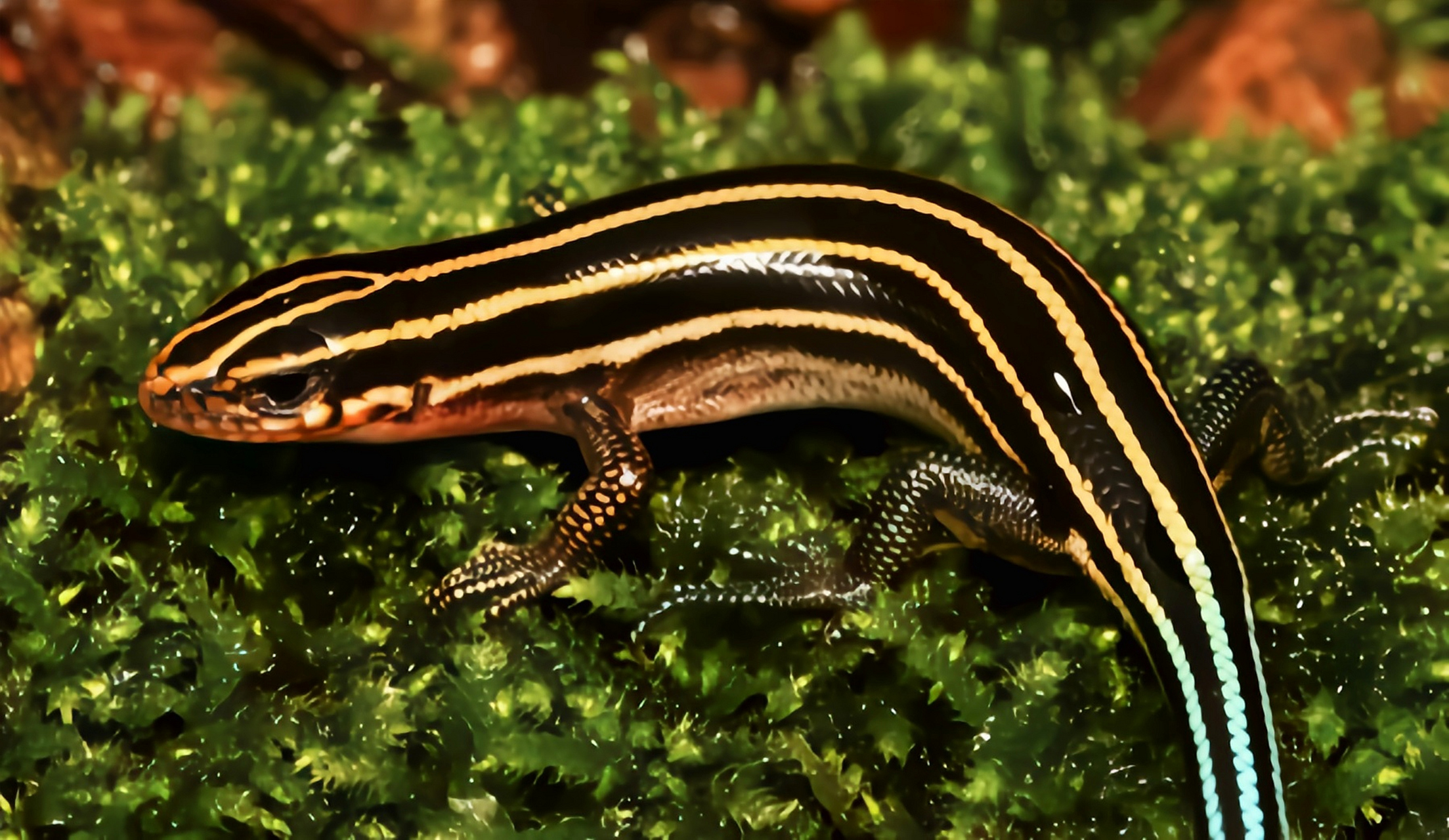 每天认识一种动物——中华石龙子 中华石龙子别名山龙子,猪婆蛇是我国