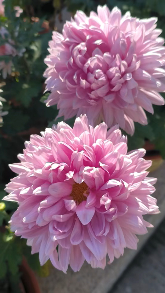 冬天的菊花不畏严寒,开的如此娇艳