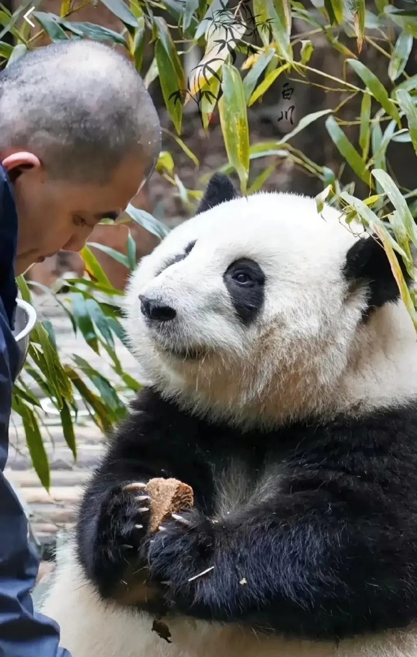 花花和谭爷爷#大熊猫花花# #大熊猫和花