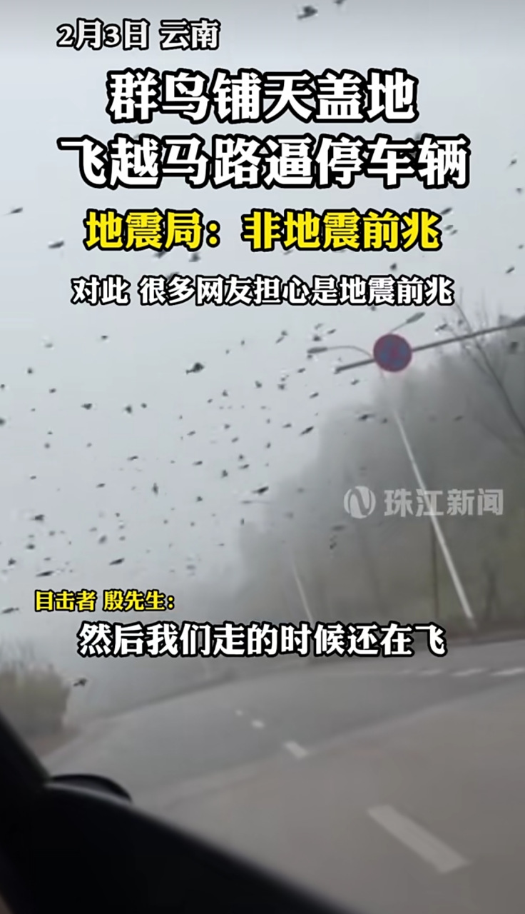 2月3日,云南曲靖罗平县长青大道群鸟飞越马路,经过的车辆被逼停,对此