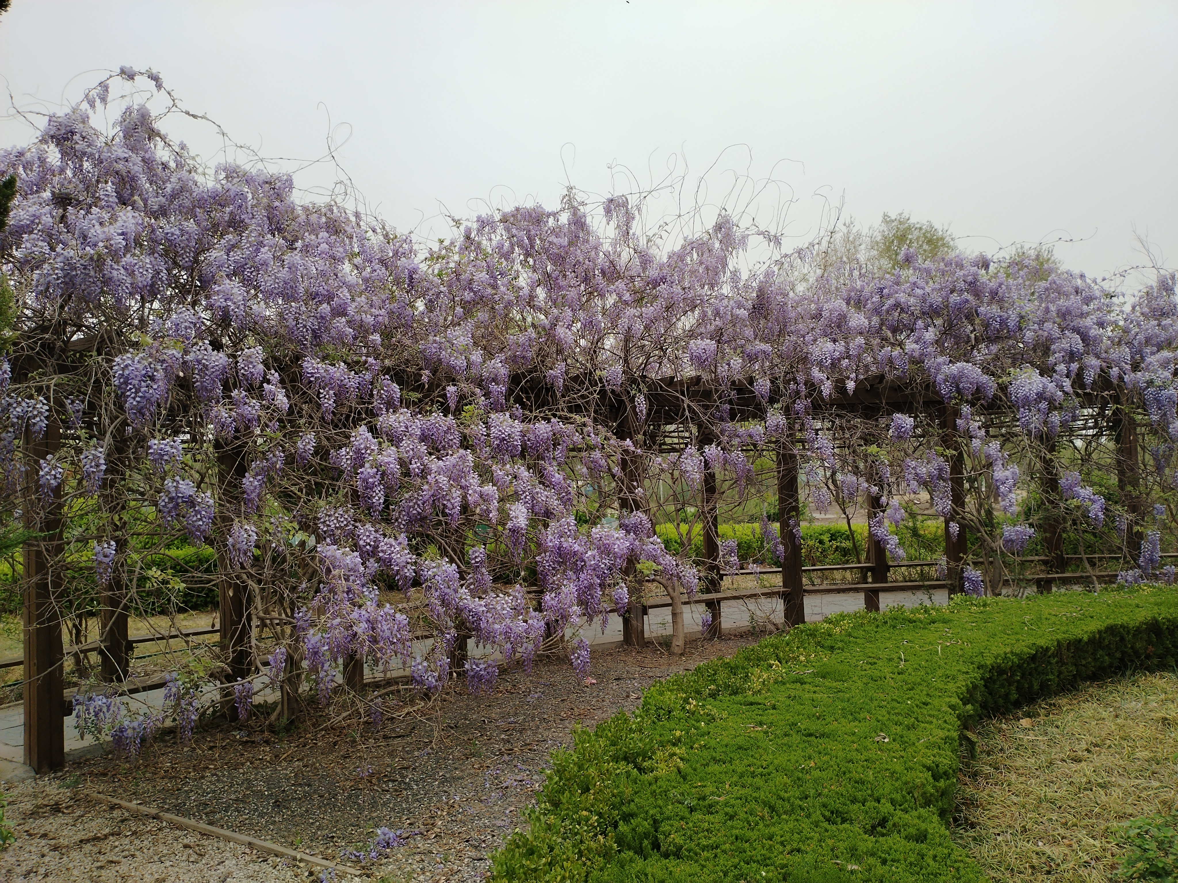 无棣清波烟雨植物园