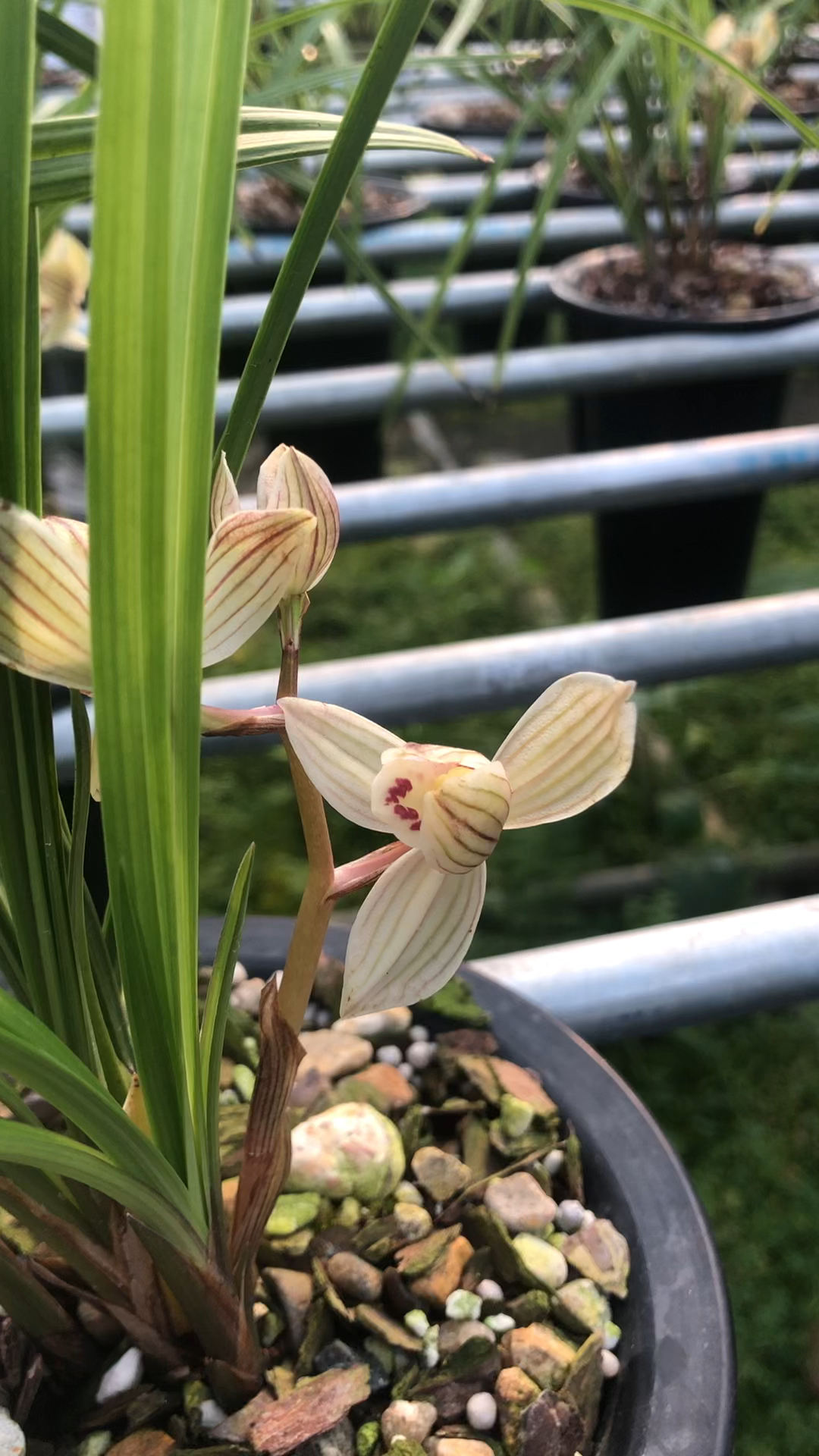 莲瓣兰荡山荷 开的还不错