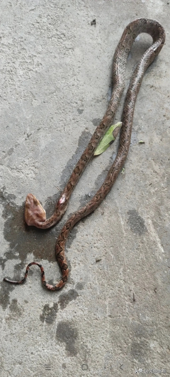 请问,这是什么蛇,有毒吗?