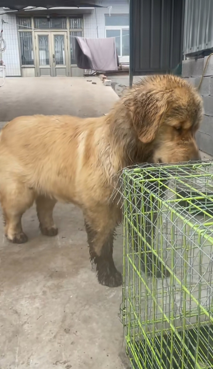 脏狗狗都不敢直视我的眼睛