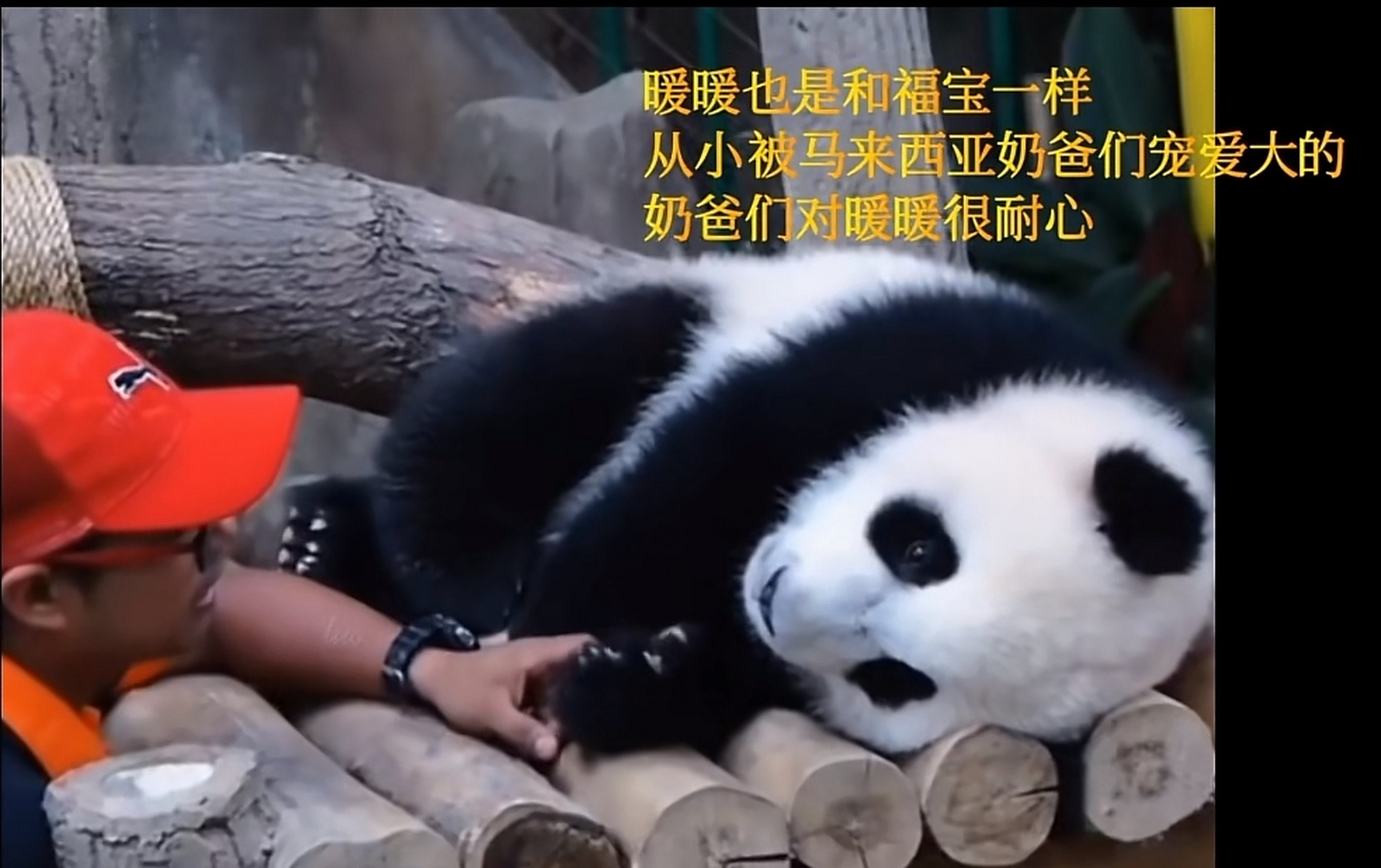 大熊猫"暖暖"是幸运的!