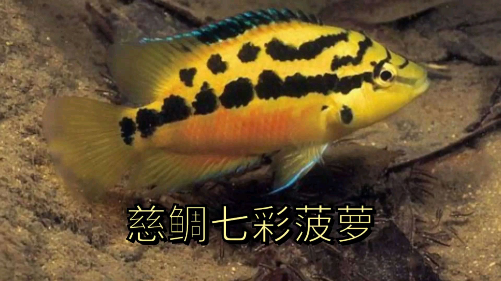 曾是非常流行的中南美洲知名磁鲷