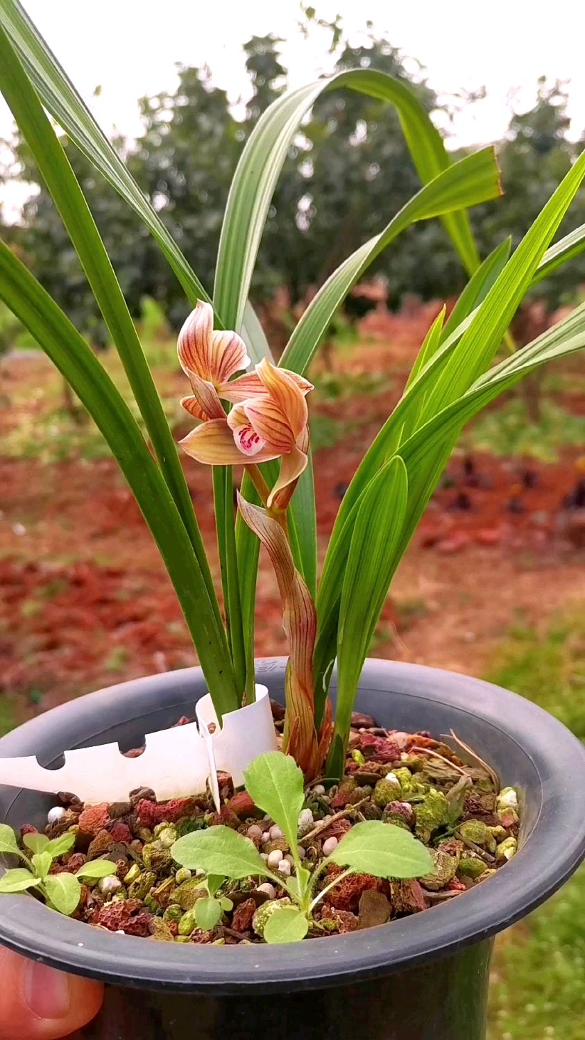 老种春剑学林荷