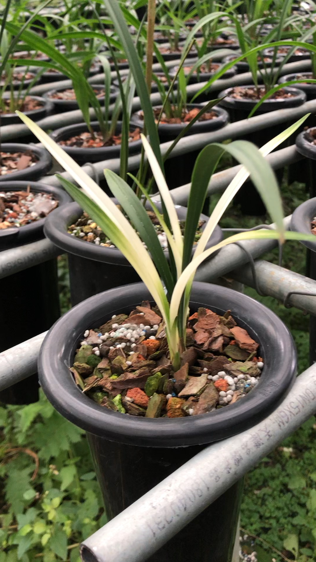 兰花建兰北极光欣赏