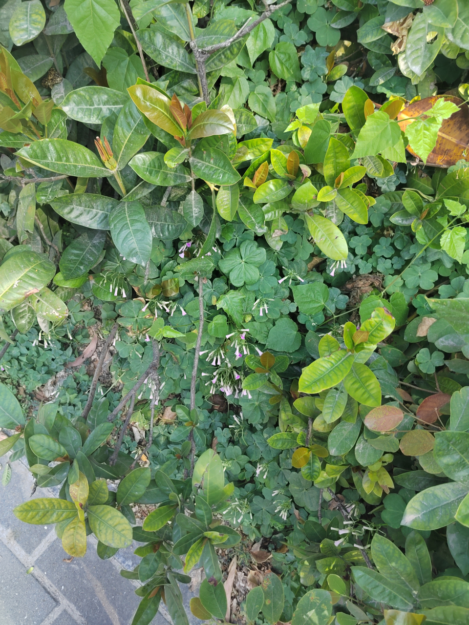 路边竟然也能看到这种叫"水晶萝卜"的植物,而且还开满了紫色小花朵,要