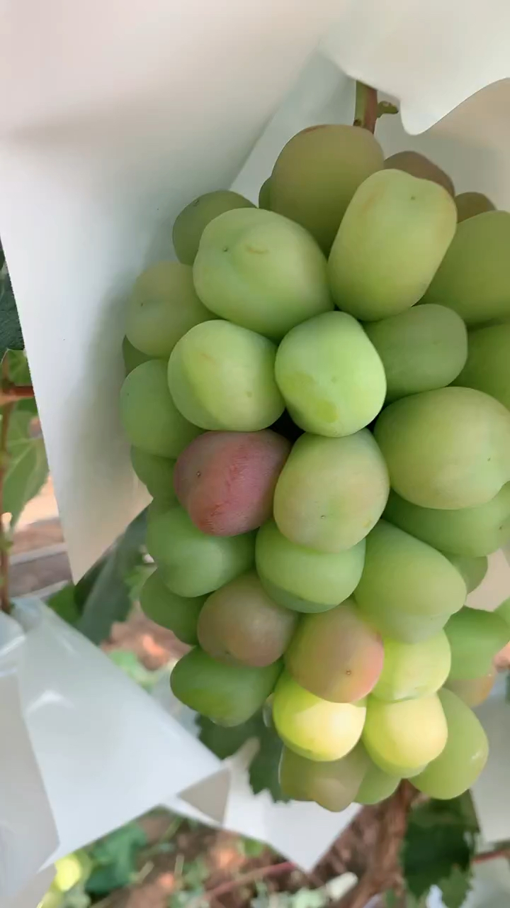 富士之辉葡萄苗 品种果个大 口感甜脆 成花能力强 丰产性好
