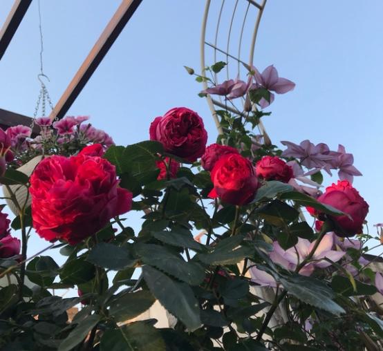 月季红龙花苞打不开的原因就是太阳晒的不够,这个是最主要的