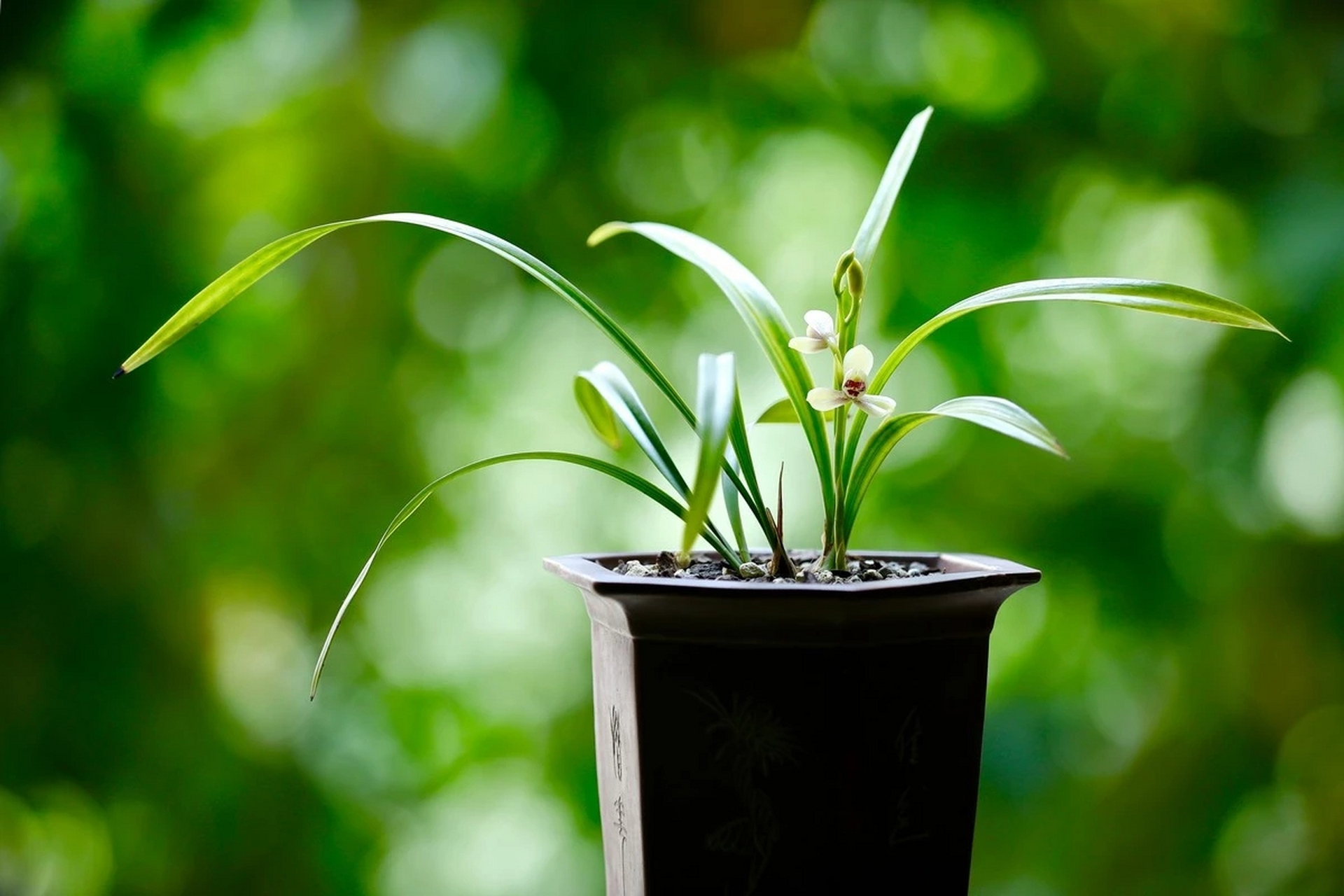 兰花为兰科兰属多年生常绿草本植物, 叶多数丛生, 细长而尖,平行脉.