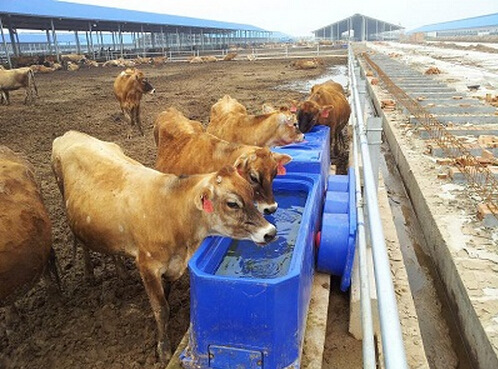 夏季奶牛饮水有讲究,你知道吗?