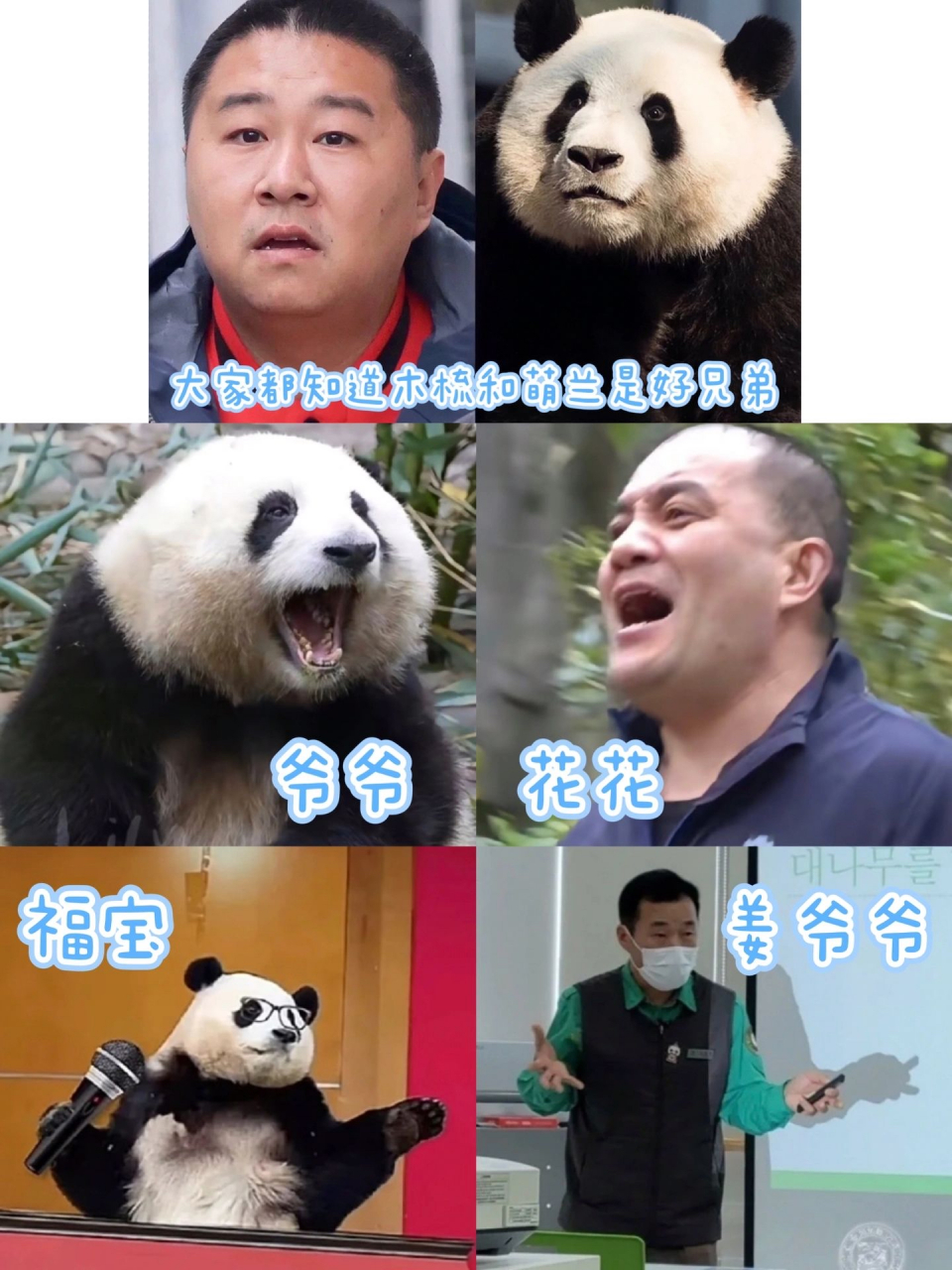 花花和谭爷爷 萌兰和木梳 福宝和爷爷好像啊哈哈哈