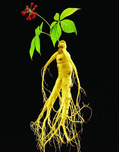 《异闻鬼录》之六品鬼参1