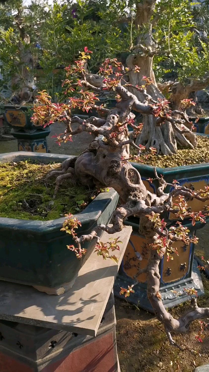 分享一棵悬崖雀梅老桩