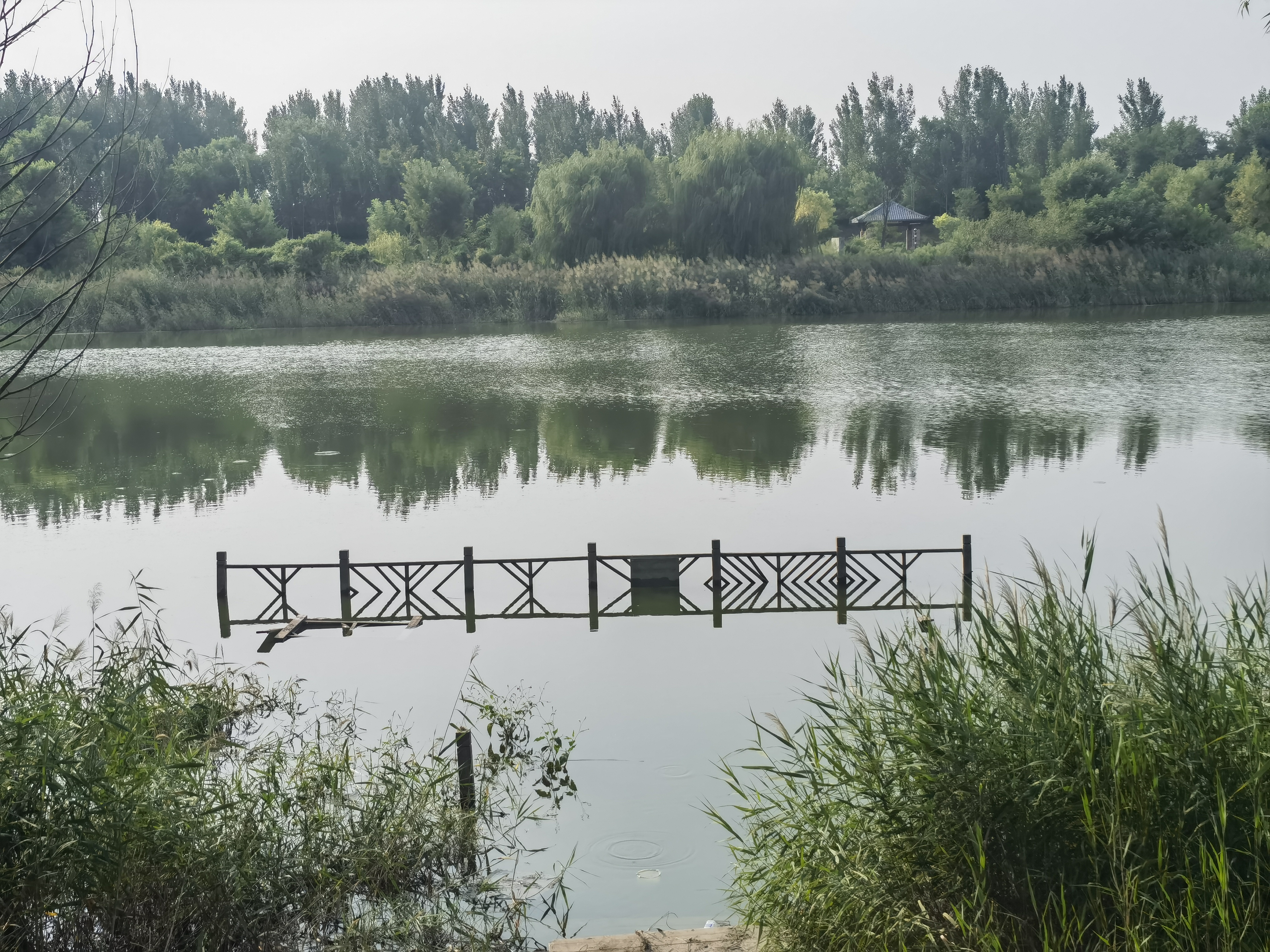 滏东排河岸边的美景～武邑县观津公园