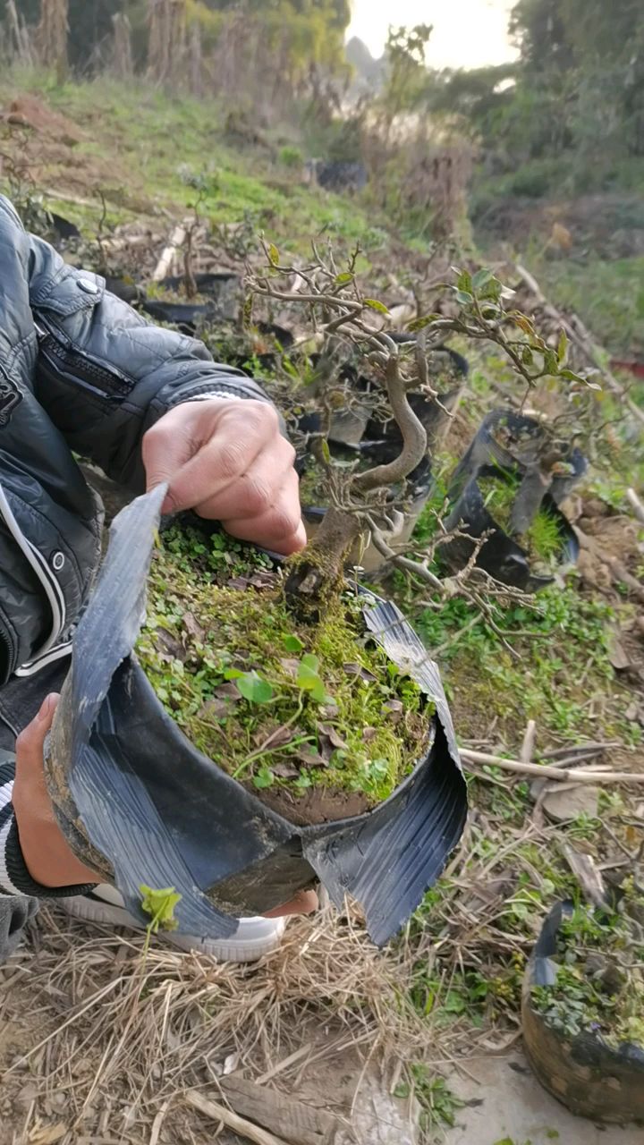 花苞满满金弹子小品