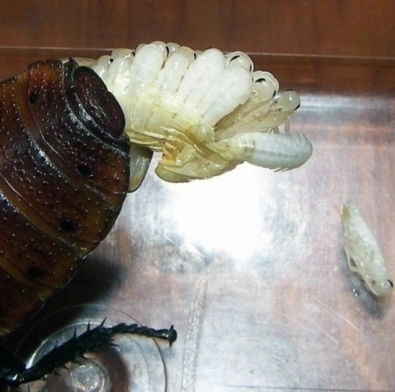 这种虫有的地方叫水牛,一只价值两块钱,比金蝉还要贵.