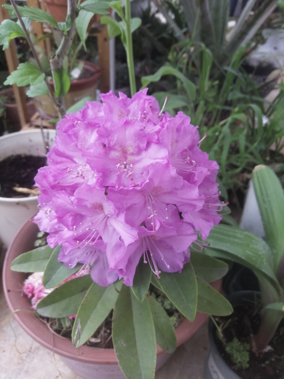 我的落叶杜鹃终于开放(前五张)!