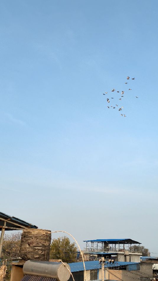 给大家看看鸽子家飞的状态,飞了一个多小时了还不下来,鸽友们可以试试