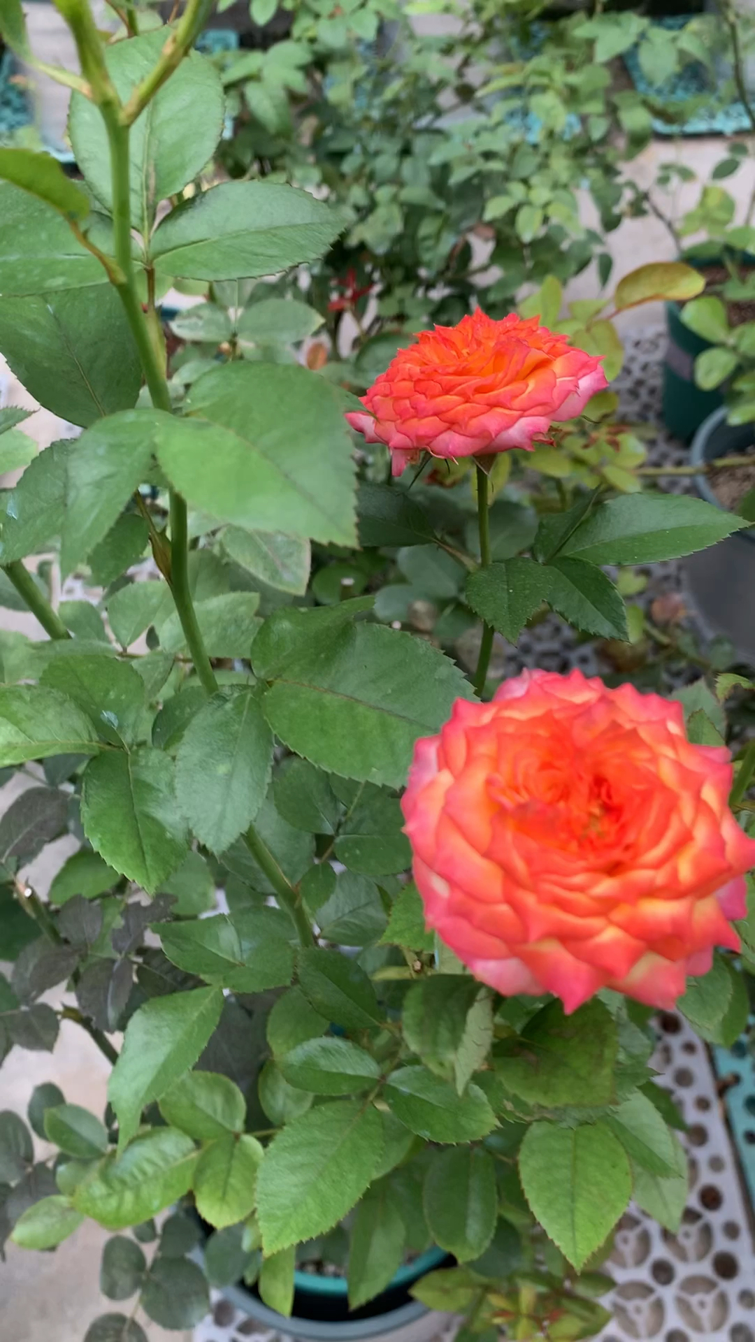 两广不推荐种的月季之"玫瑰面纱"