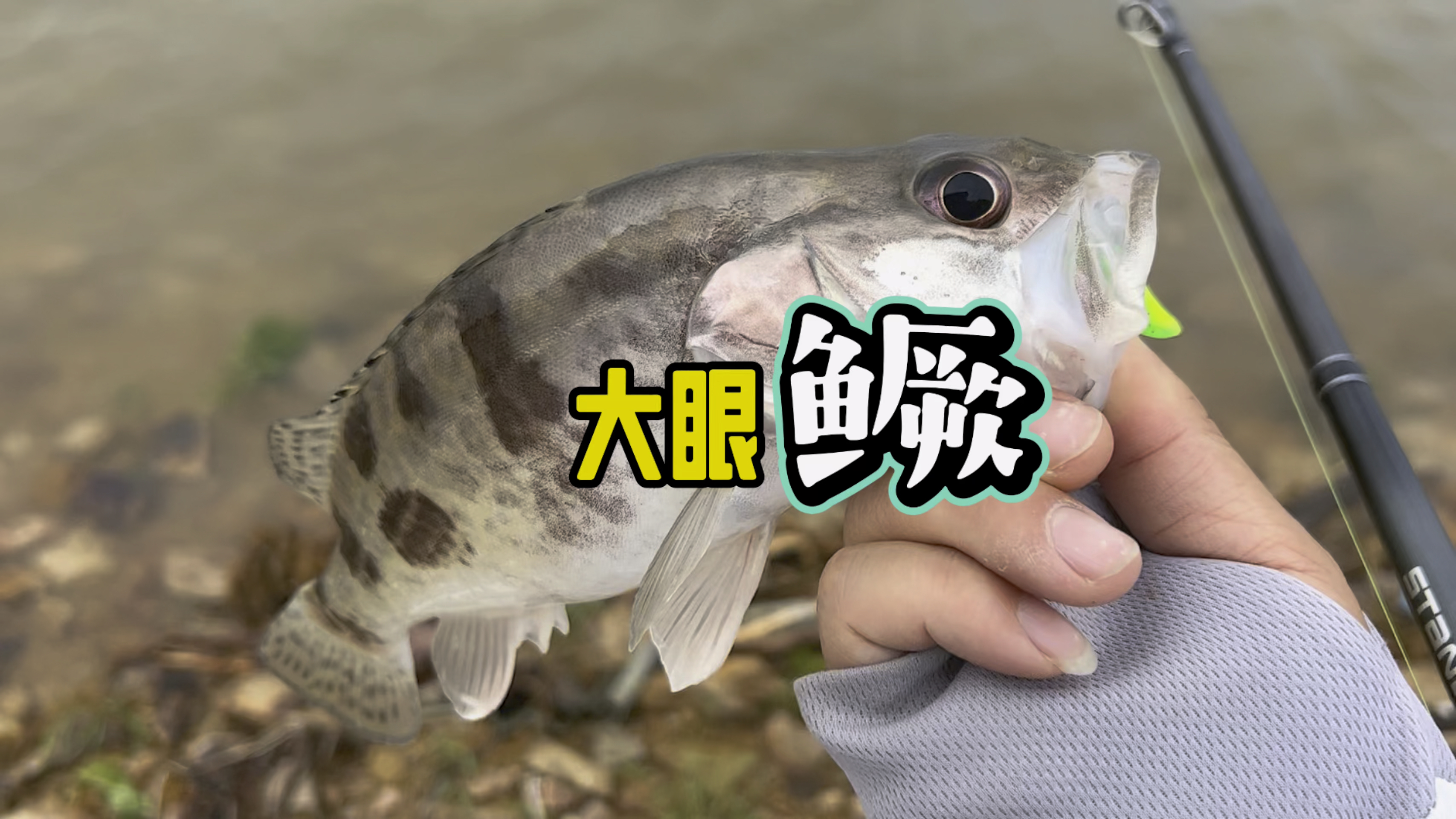流水大眼鳜,长江鳜鱼如何作钓!