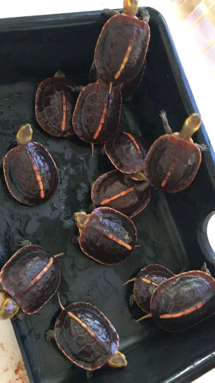 黄缘龟,黄缘安缘龟苗,超可爱,聪明伶俐