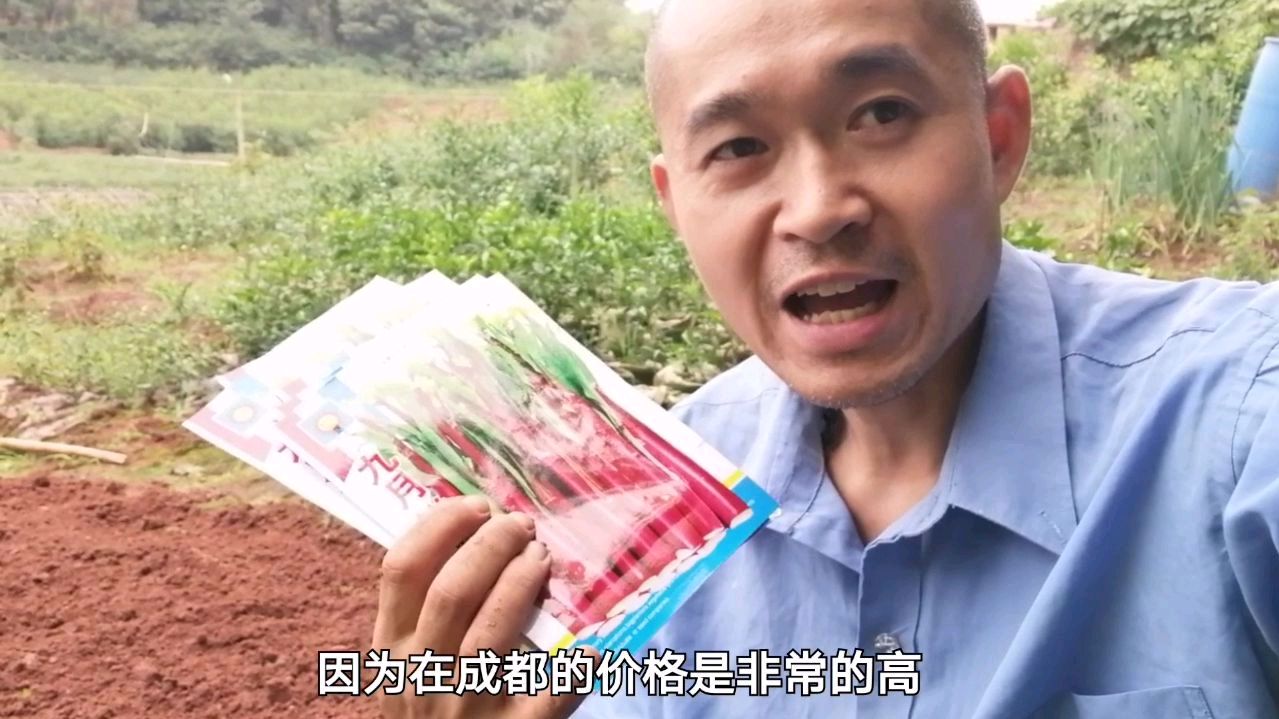 农村小伙为啥一定要种紫色油菜苔?因为成都价格很高?