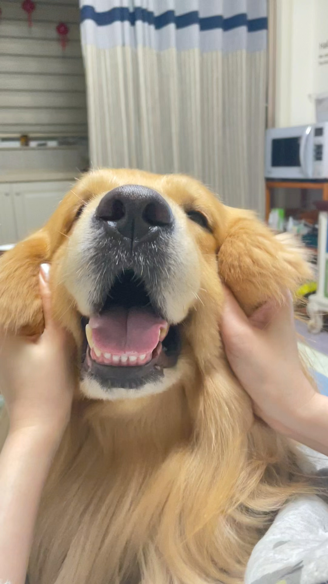 这里有一只随便rua的狗勾!-度小视