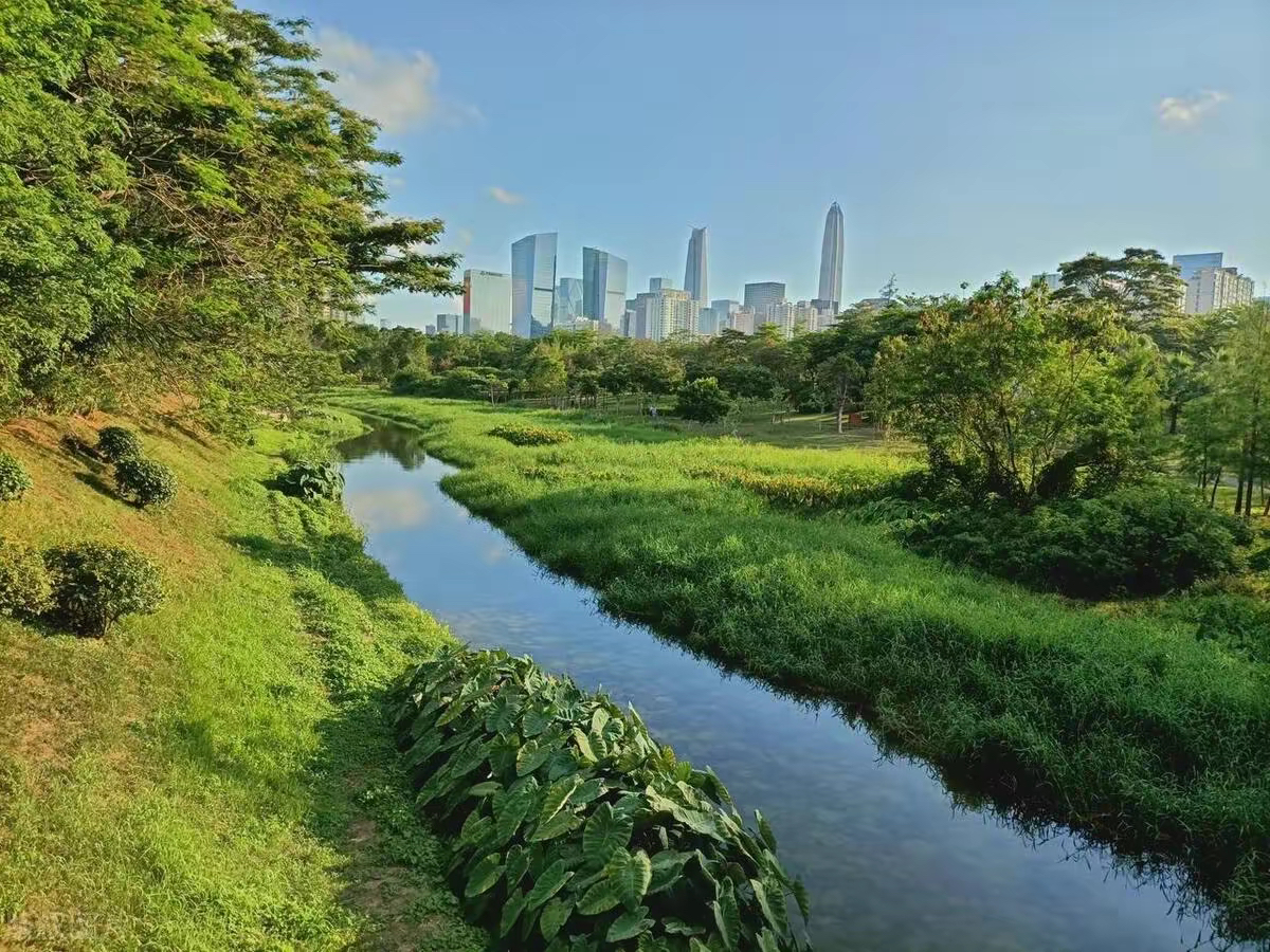 深圳中心公园,感受大自然的宁静与美丽相结合,让人流连忘返