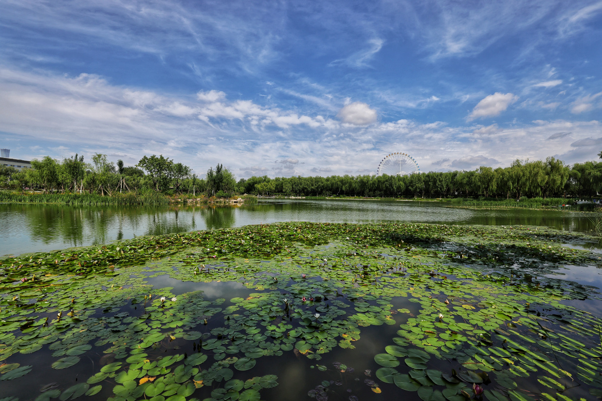 龙潭西湖公园迎来荷花盛开季