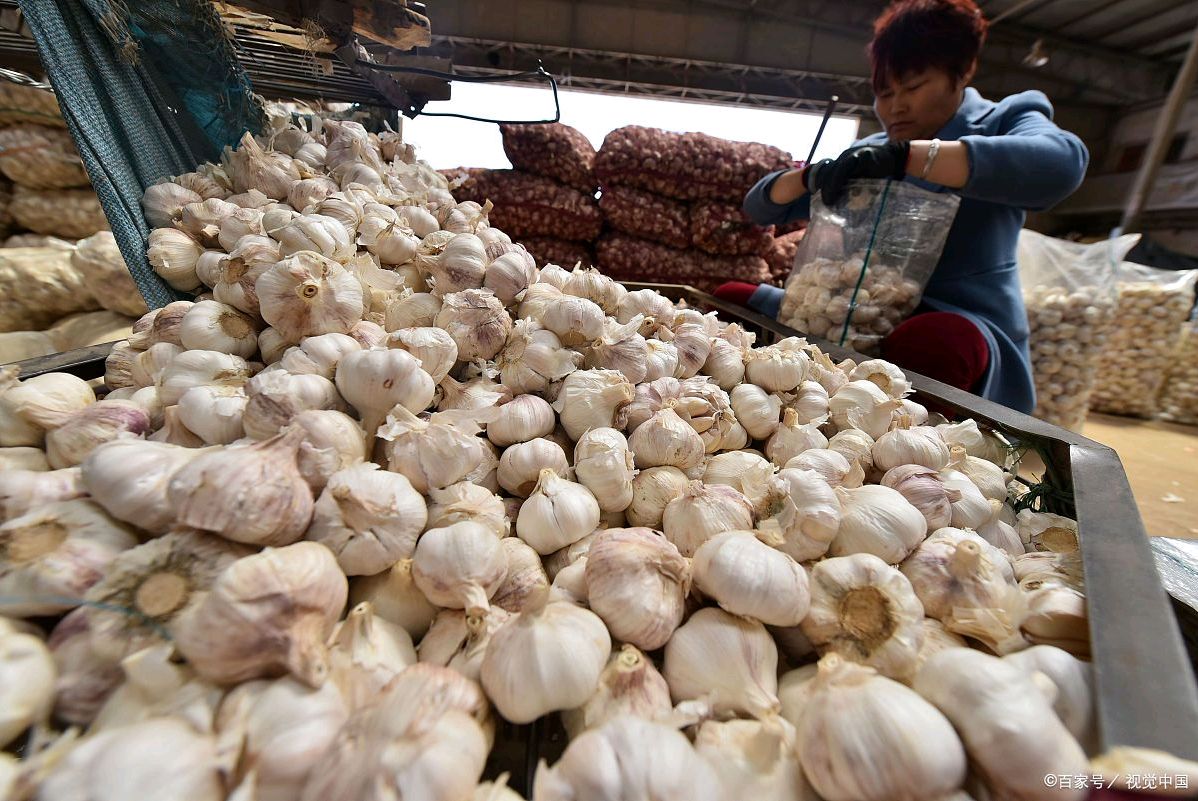 想做大蒜批发生意从哪里入手