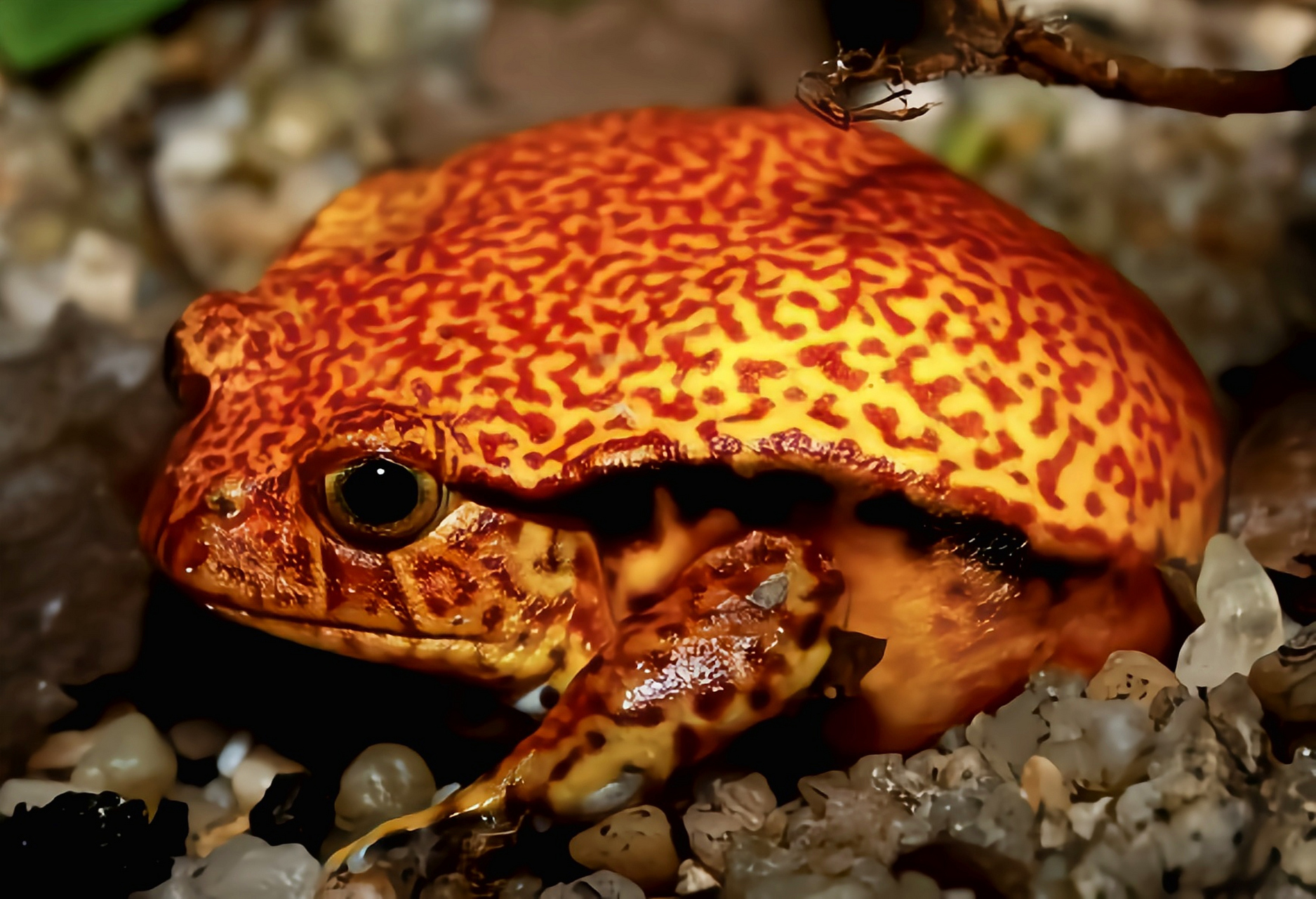 每天认识一种动物——番茄蛙 番茄蛙别名岸暴蛙,安东吉利红蛙,是