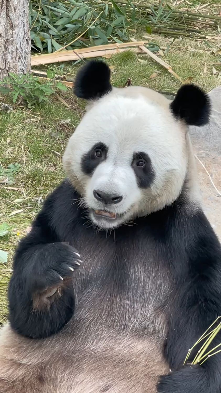 曾经差一点儿惨遭退货车座子脸的灵岩,凭借后天努力最终逆袭熊猫圈顶