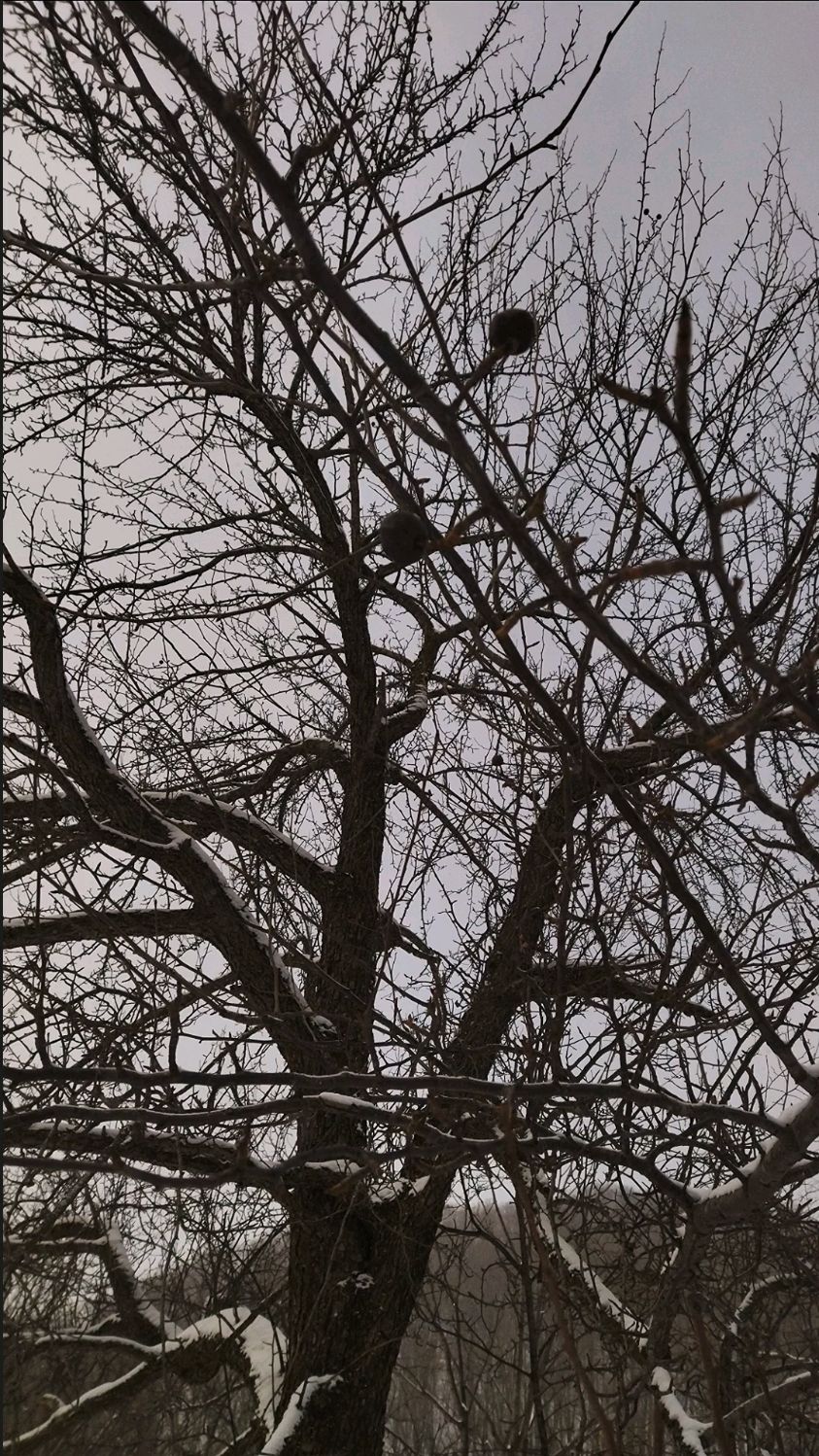偶然遇到一棵大梨树,这是纯野生山梨树,树上还有没掉落的山梨