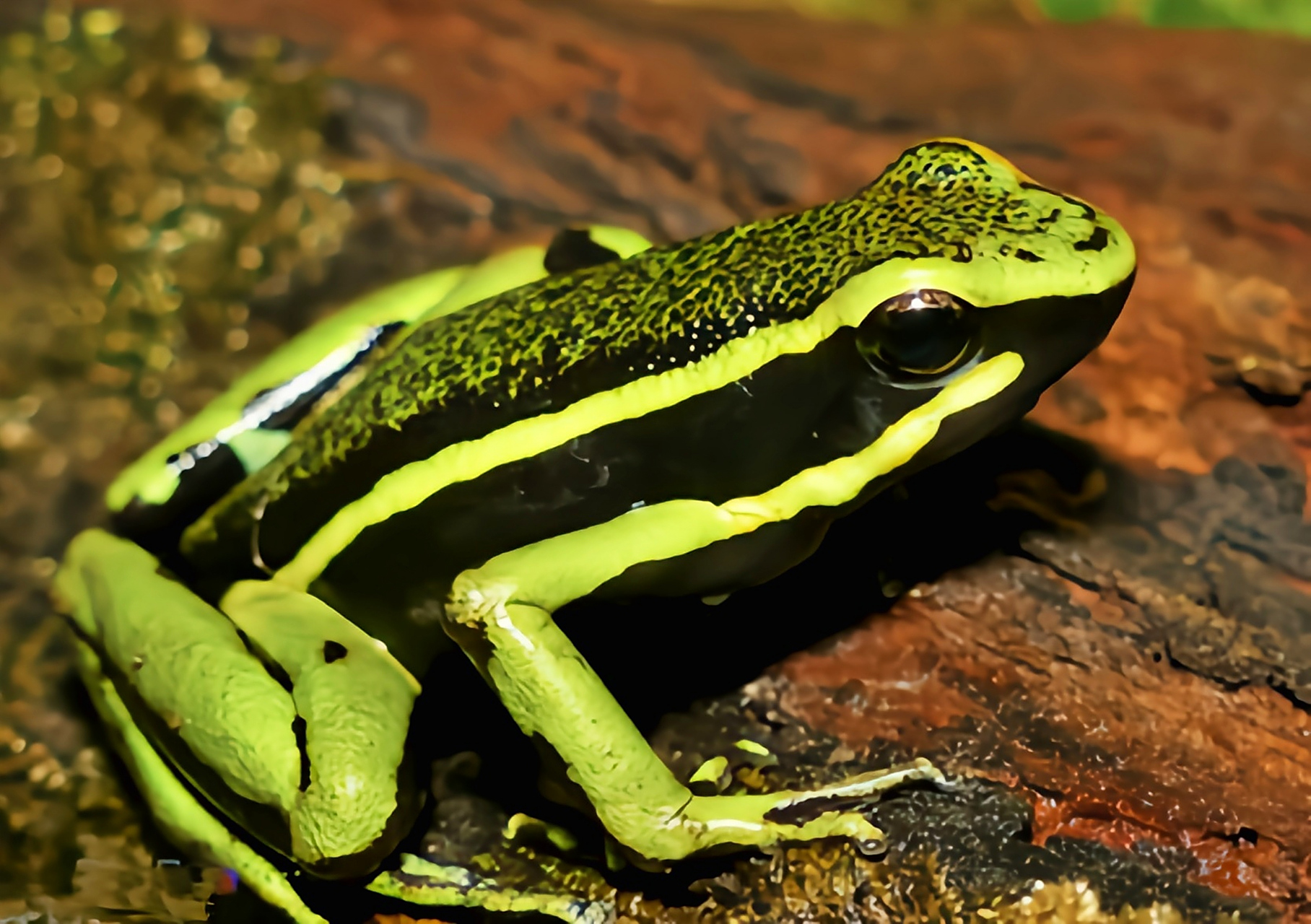 每天认识一种动物——三线箭毒蛙 三线箭毒蛙原产于南美洲哥伦比亚