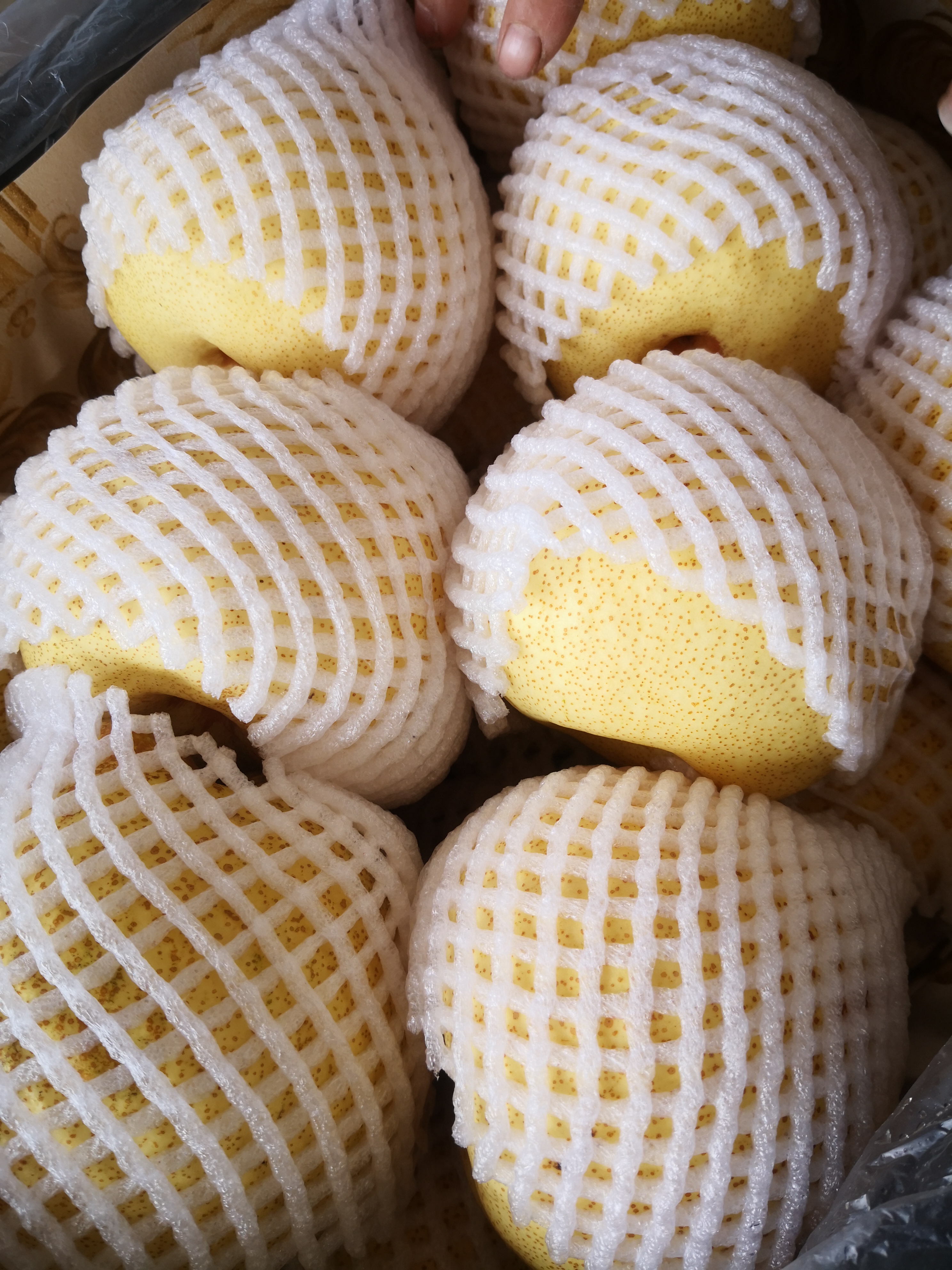 百年老树砀山酥梨