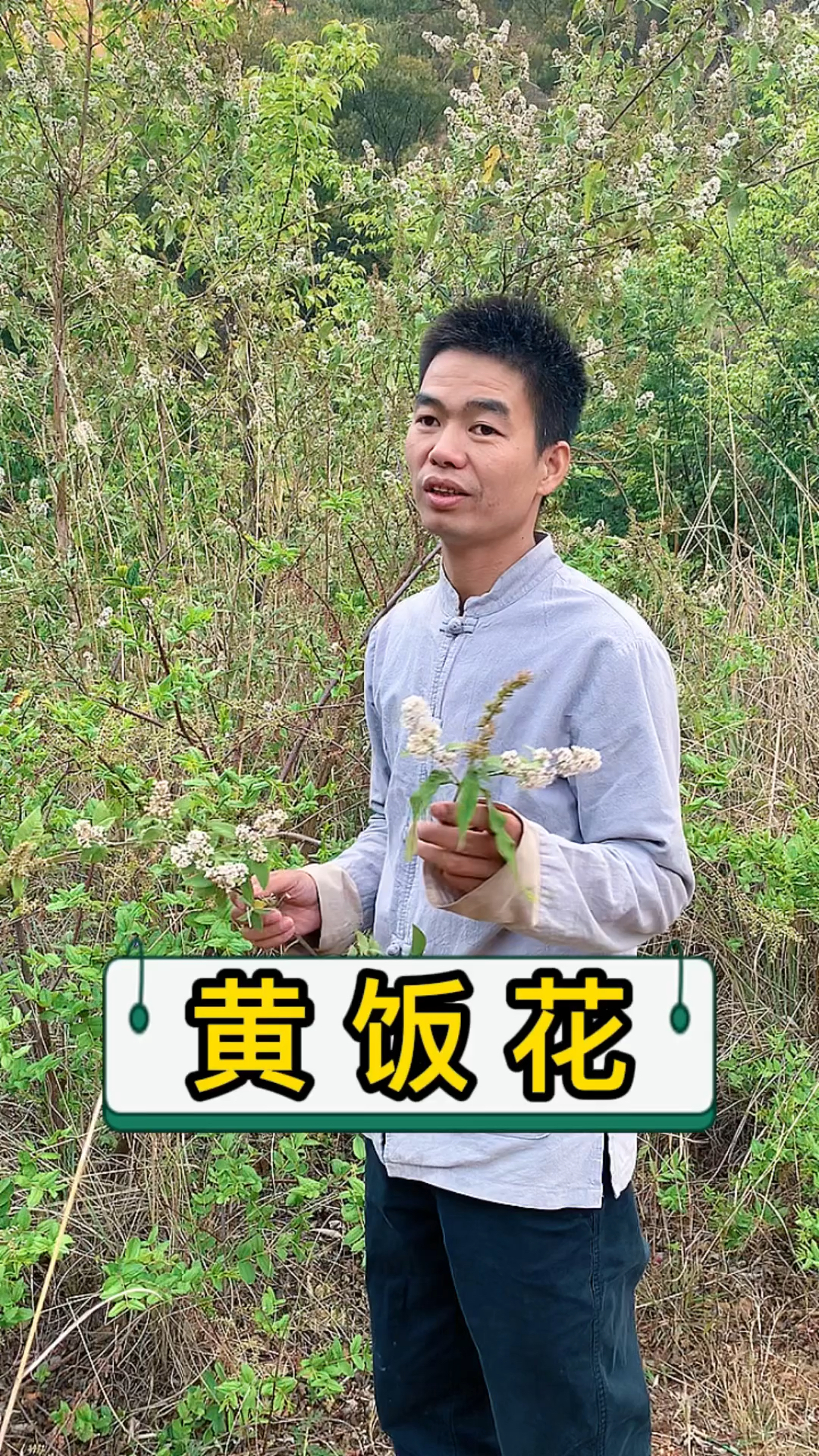 每年要采茶的时候,密蒙花(黄饭花)盛开时. #茶农 #采茶 #茶叶知识