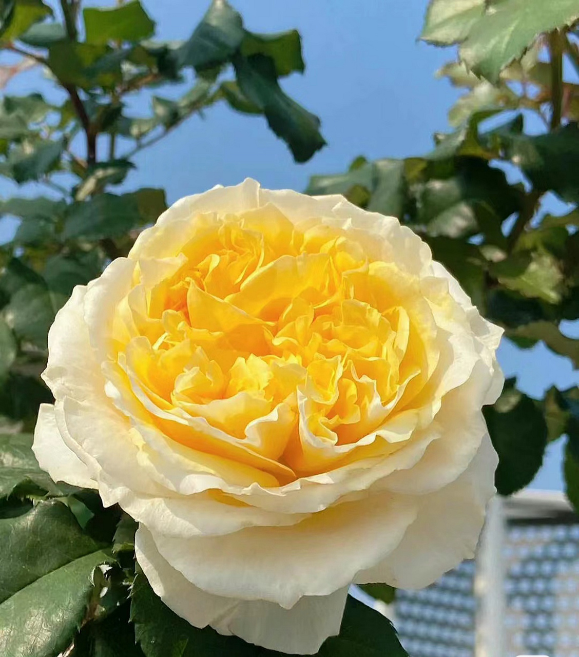 香槟色的月季,高大上