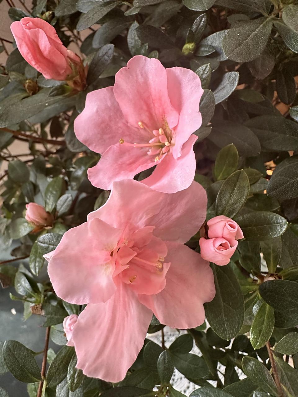 我养了三年的小桃红杜鹃,今年提前了两个月开花了,开满盆的时候可漂亮