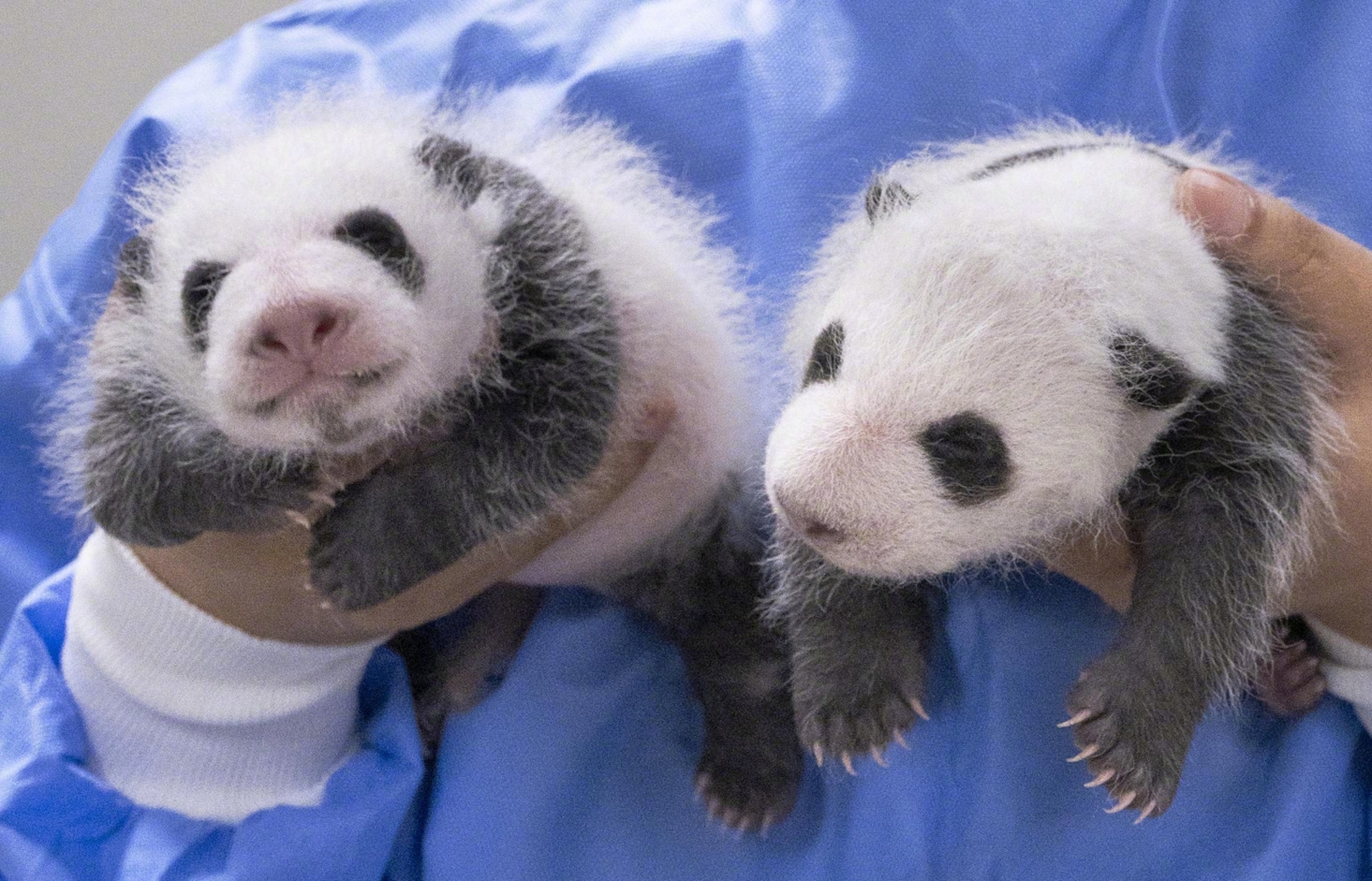 爱宝双胞胎满月照来了#爱宝的双胞胎满月了, 体重分别是1.1公斤和1.