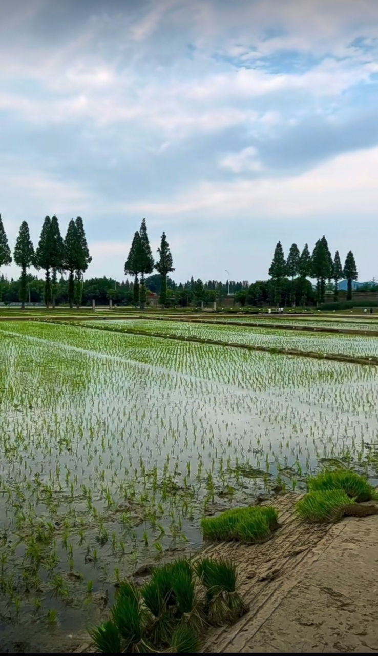 布谷声声,千里秧苗水飘飘