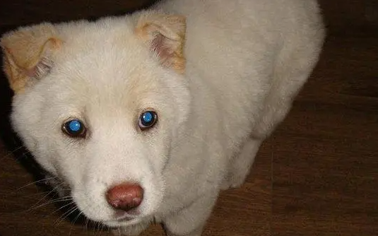 土狗蓝眼睛是什么品种