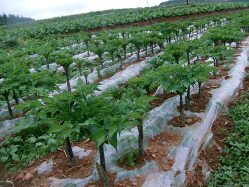 百度爱采购首页 商品专题_魔芋植技术魔芋的高产栽培技术 1.