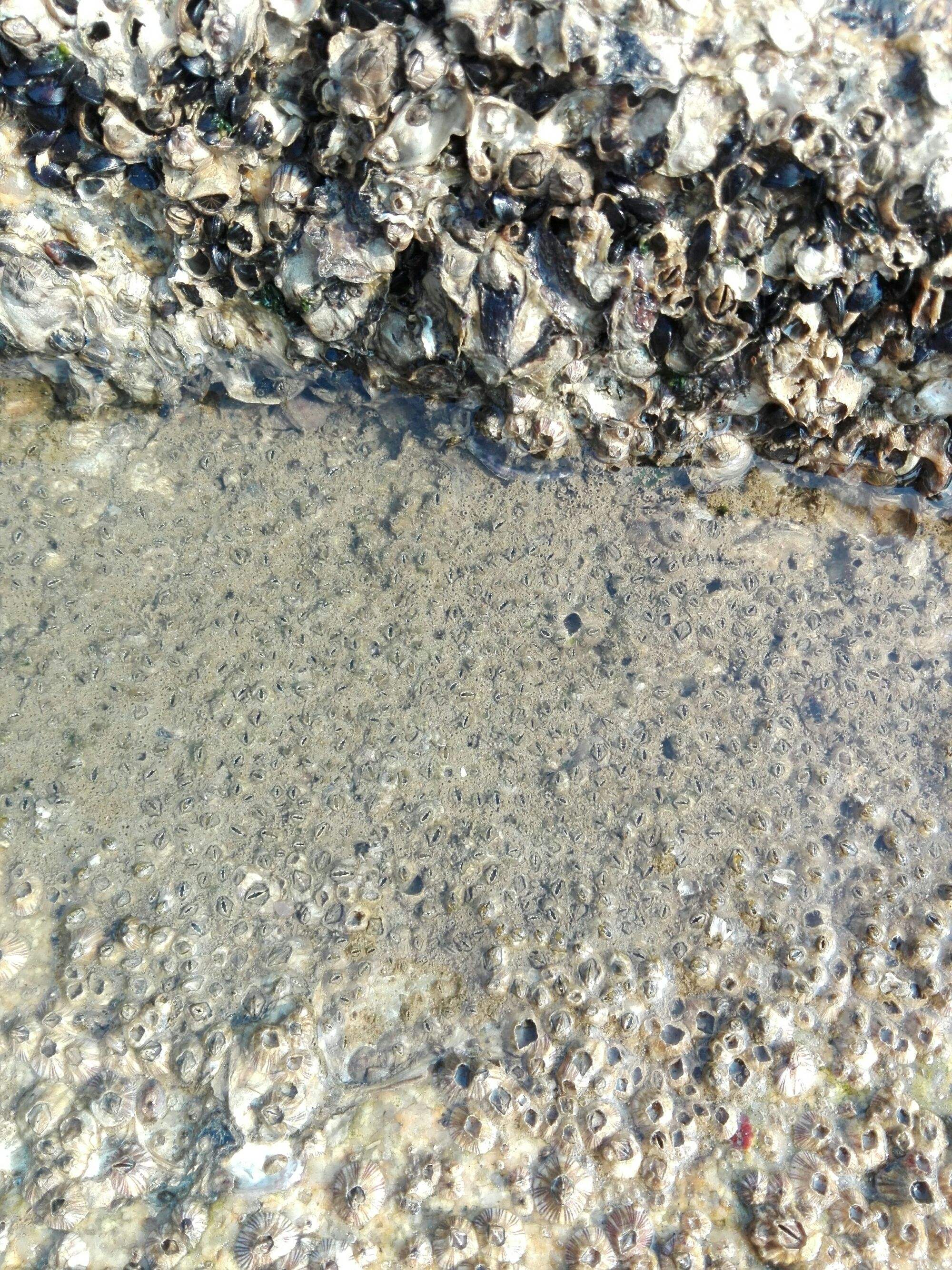 广州汕头台风刮来遍地生蚝