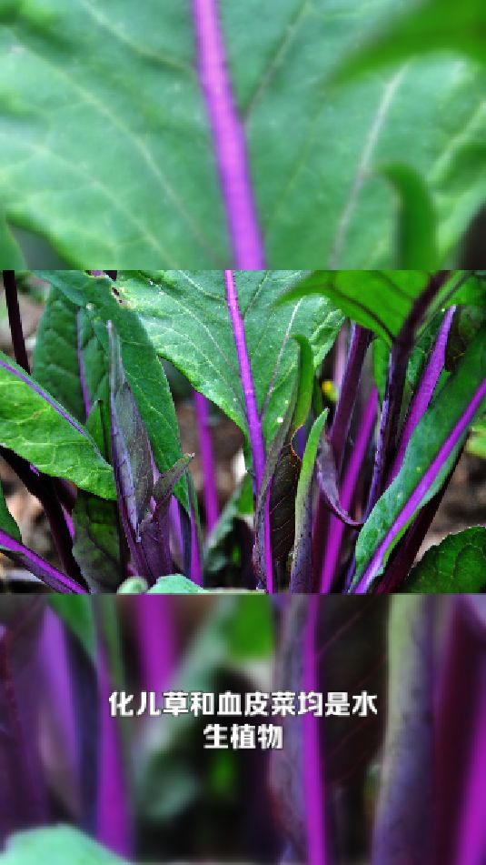 化儿草和血皮菜区别