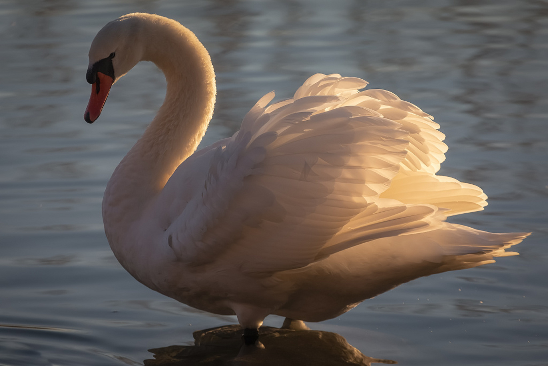 新疆伊犁,天鹅张开翅膀,在水中游弋觅食.