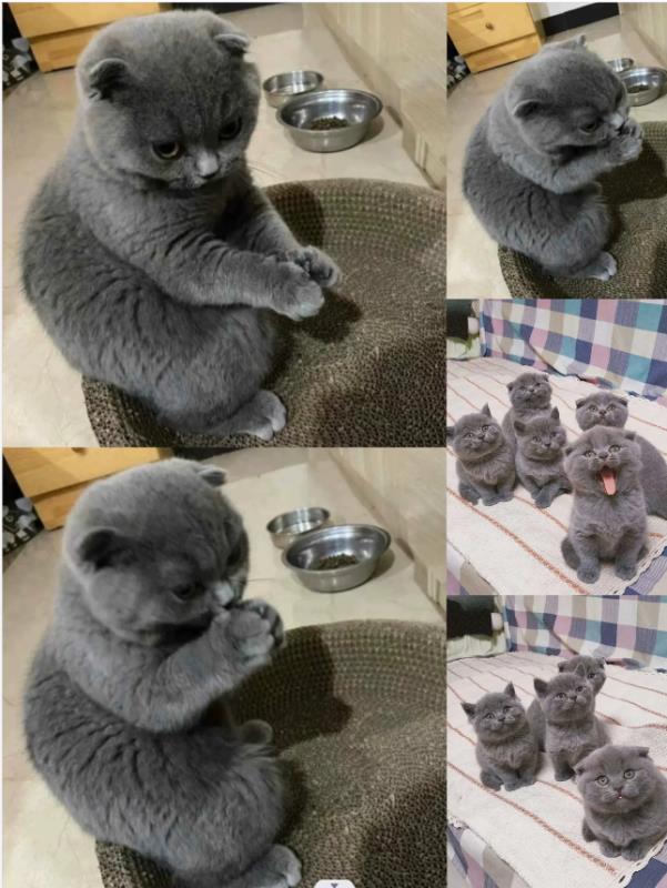 英短蓝猫150一只400两只500三只