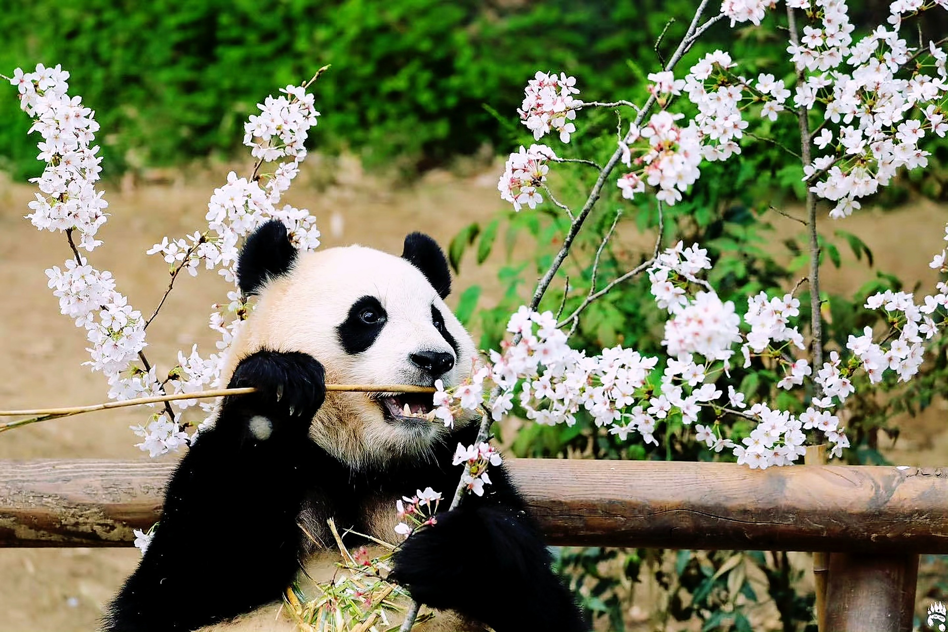 大熊猫# 收集到福宝的笑脸照,像是拾取了福宝珍贵的幸福碎片.